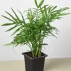 Parlor Palm houseplant