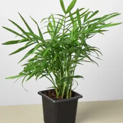 Parlor Palm houseplant