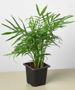 Parlor Palm houseplant