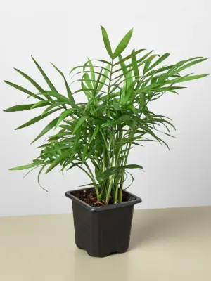 Parlor Palm houseplant