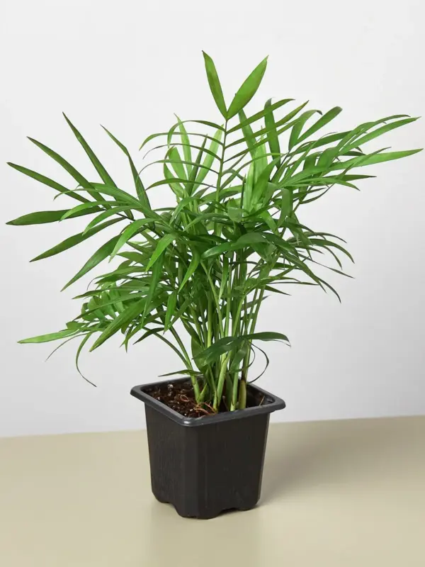 Parlor Palm houseplant