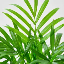 Parlor Palm — additional view