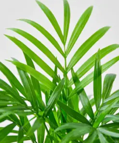 Parlor Palm — additional view