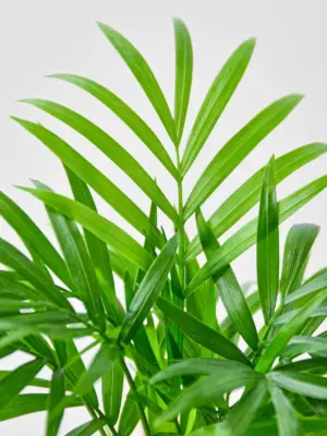 Parlor Palm — additional view