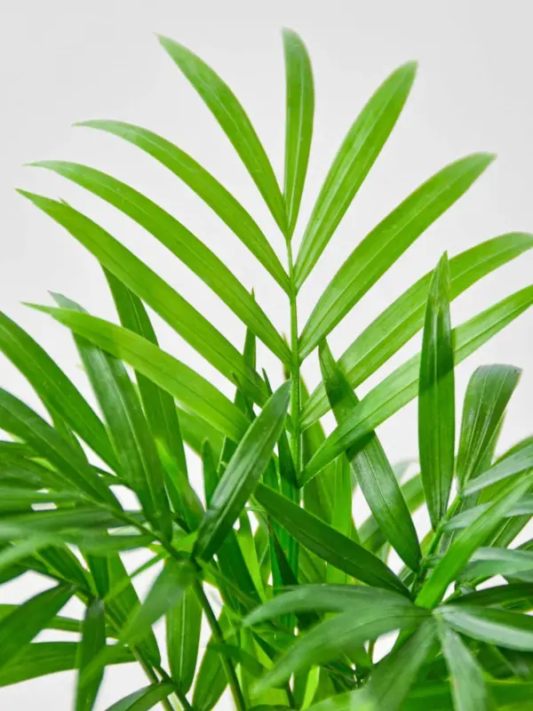 Parlor Palm — additional view