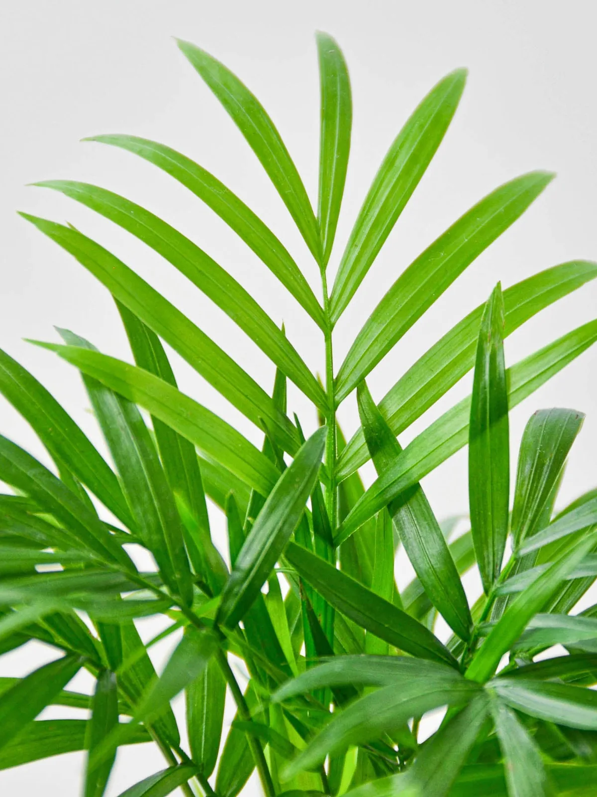 Parlor Palm — additional view