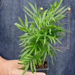 Parlor Palm — additional view