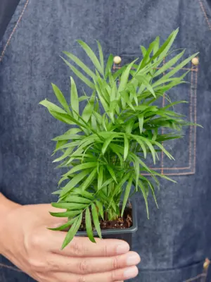 Parlor Palm — additional view