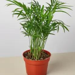 Parlor Palm — additional view