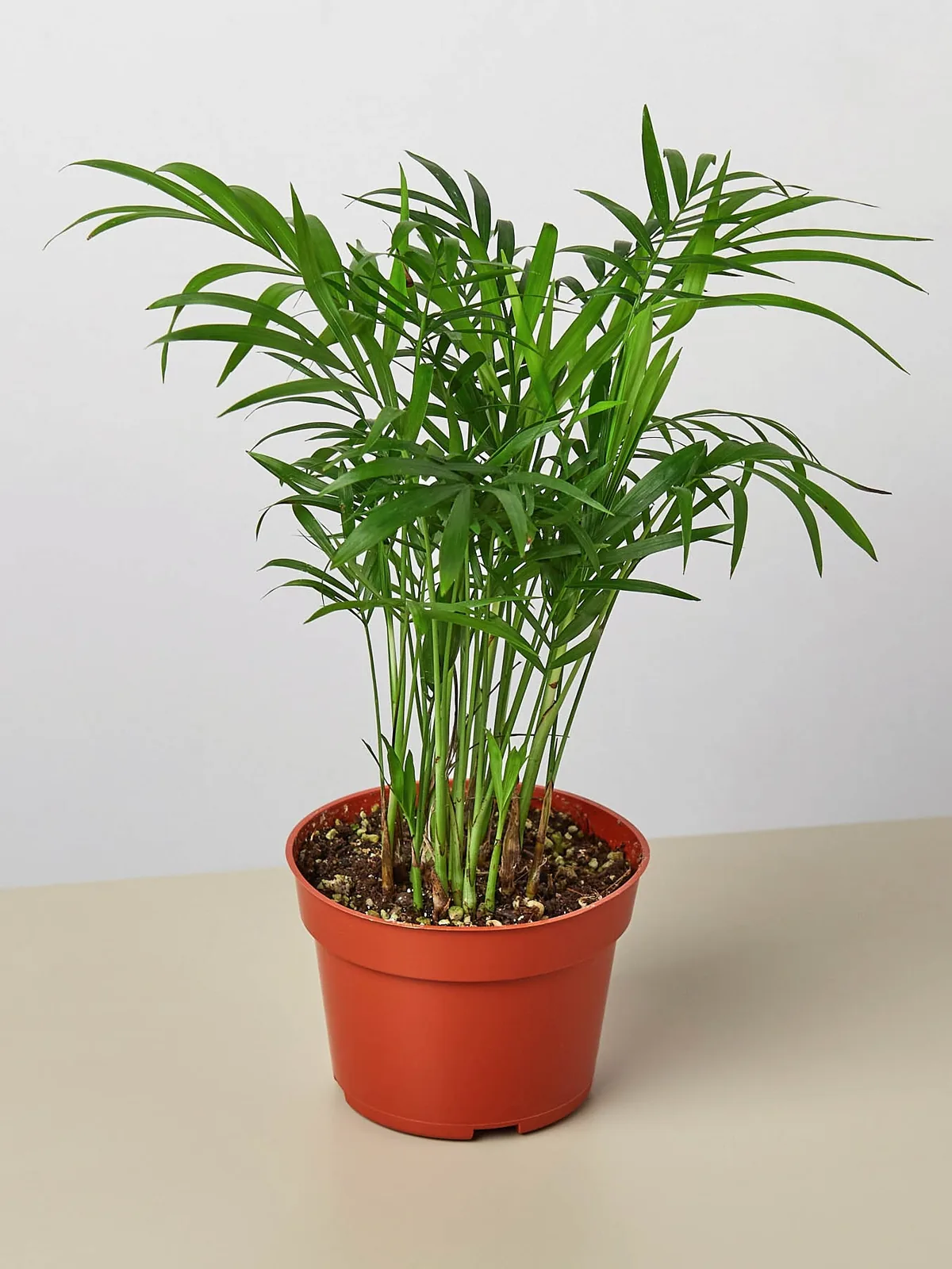 Parlor Palm — additional view