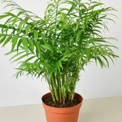 Parlor Palm — additional view