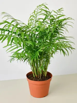 Parlor Palm — additional view