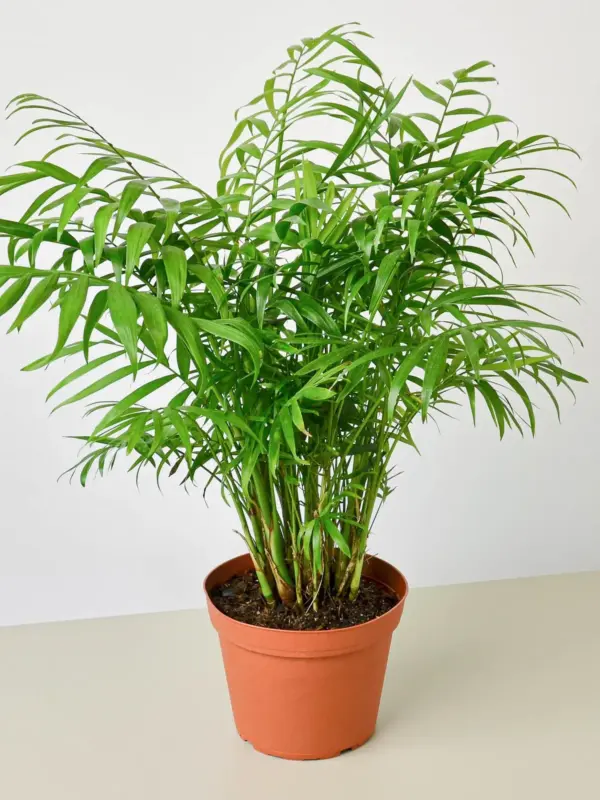 Parlor Palm — additional view