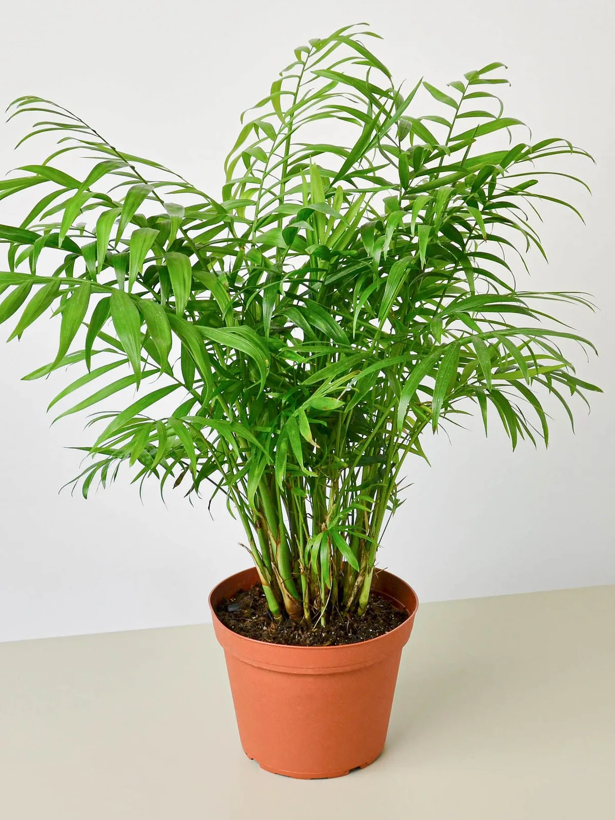 Parlor Palm — additional view