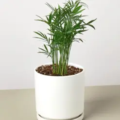 Parlor Palm — additional view