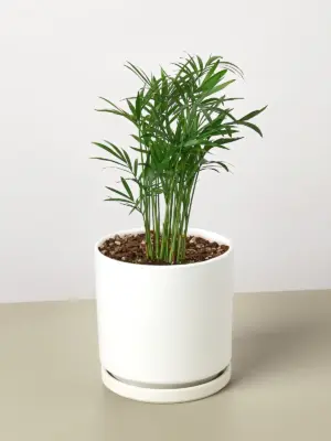 Parlor Palm — additional view