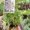 Passion Flower (Maracuya, Granadilla) houseplant