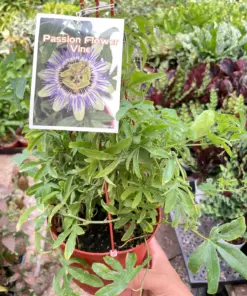 Passion Flower (Maracuya, Granadilla) houseplant