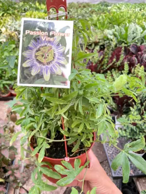 Passion Flower (Maracuya, Granadilla) houseplant