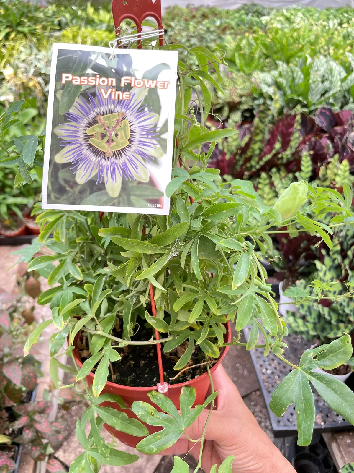 Passion Flower (Maracuya, Granadilla) houseplant