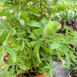 Passion Flower (Maracuya, Granadilla) — additional view