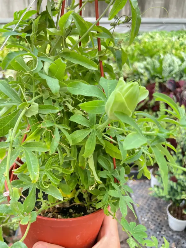 Passion Flower (Maracuya, Granadilla) — additional view
