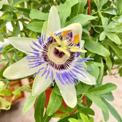 Passion Flower (Maracuya, Granadilla) — additional view