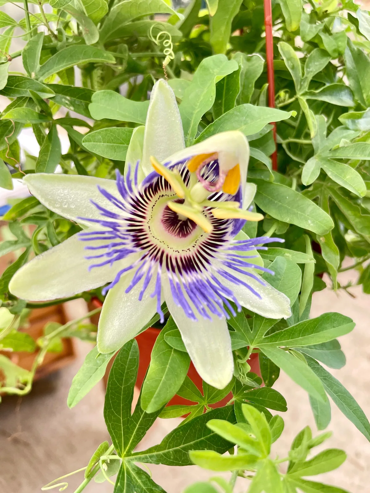 Passion Flower (Maracuya, Granadilla) — additional view