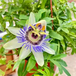 Passion Flower (Maracuya, Granadilla) — additional view