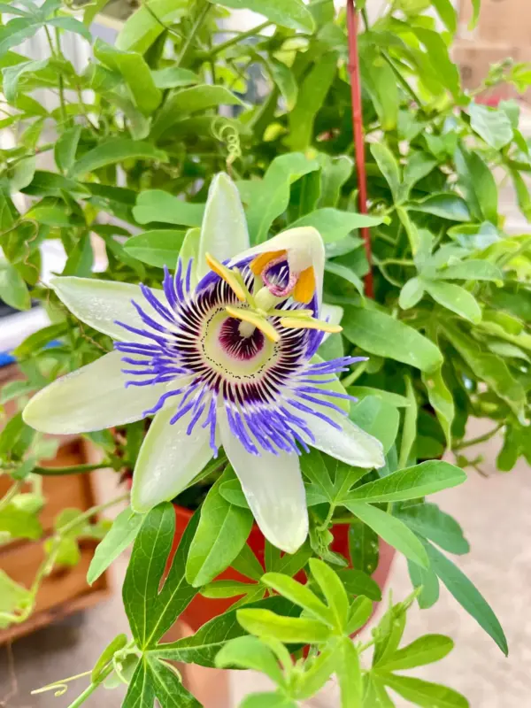 Passion Flower (Maracuya, Granadilla) — additional view