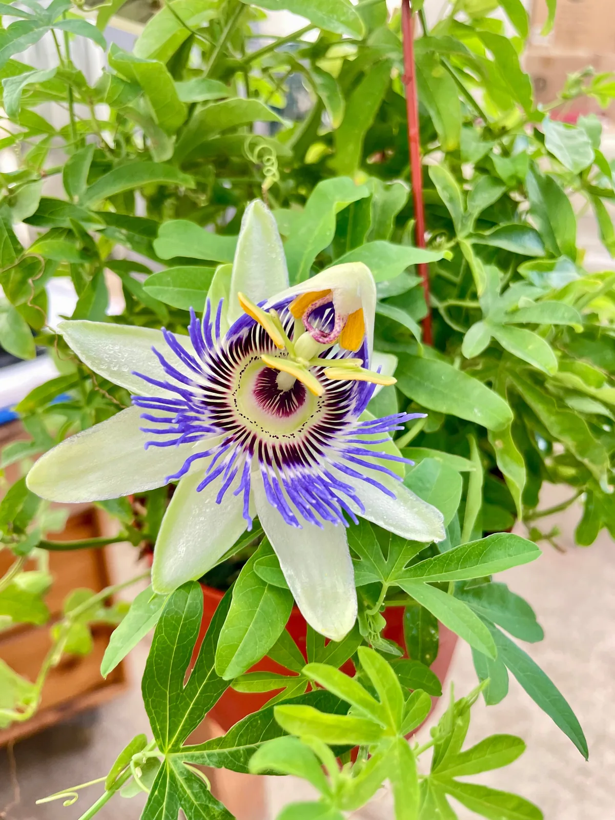 Passion Flower (Maracuya, Granadilla) — additional view