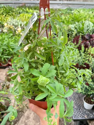 Passion Flower (Maracuya, Granadilla) — additional view