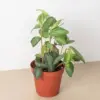 Pellionia Daveanna houseplant