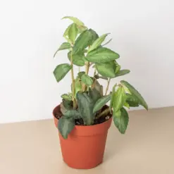 Pellionia Daveanna houseplant