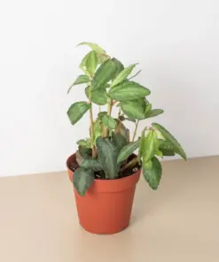 Pellionia Daveanna houseplant