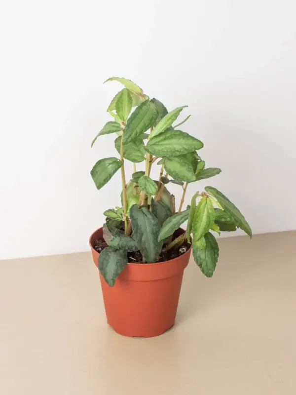 Pellionia Daveanna houseplant