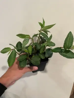 Pellionia Daveanna — additional view