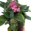 Penta Pentas Pink houseplant