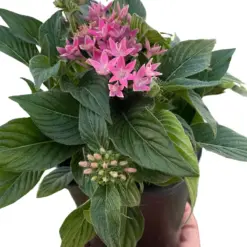 Penta Pentas Pink houseplant