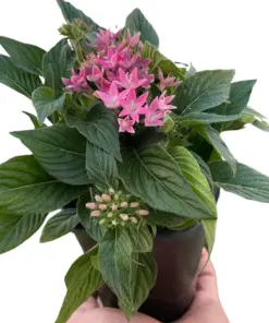 Penta Pentas Pink houseplant