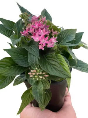 Penta Pentas Pink houseplant