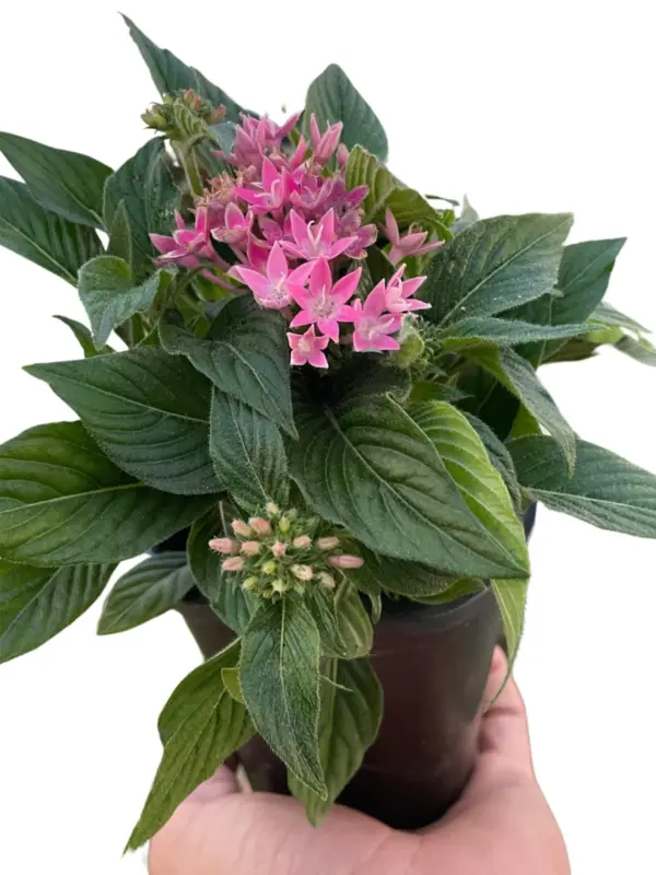 Penta Pentas Pink houseplant