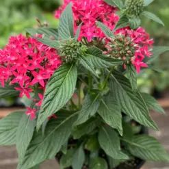 Pentas Red houseplant