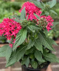 Pentas Red houseplant