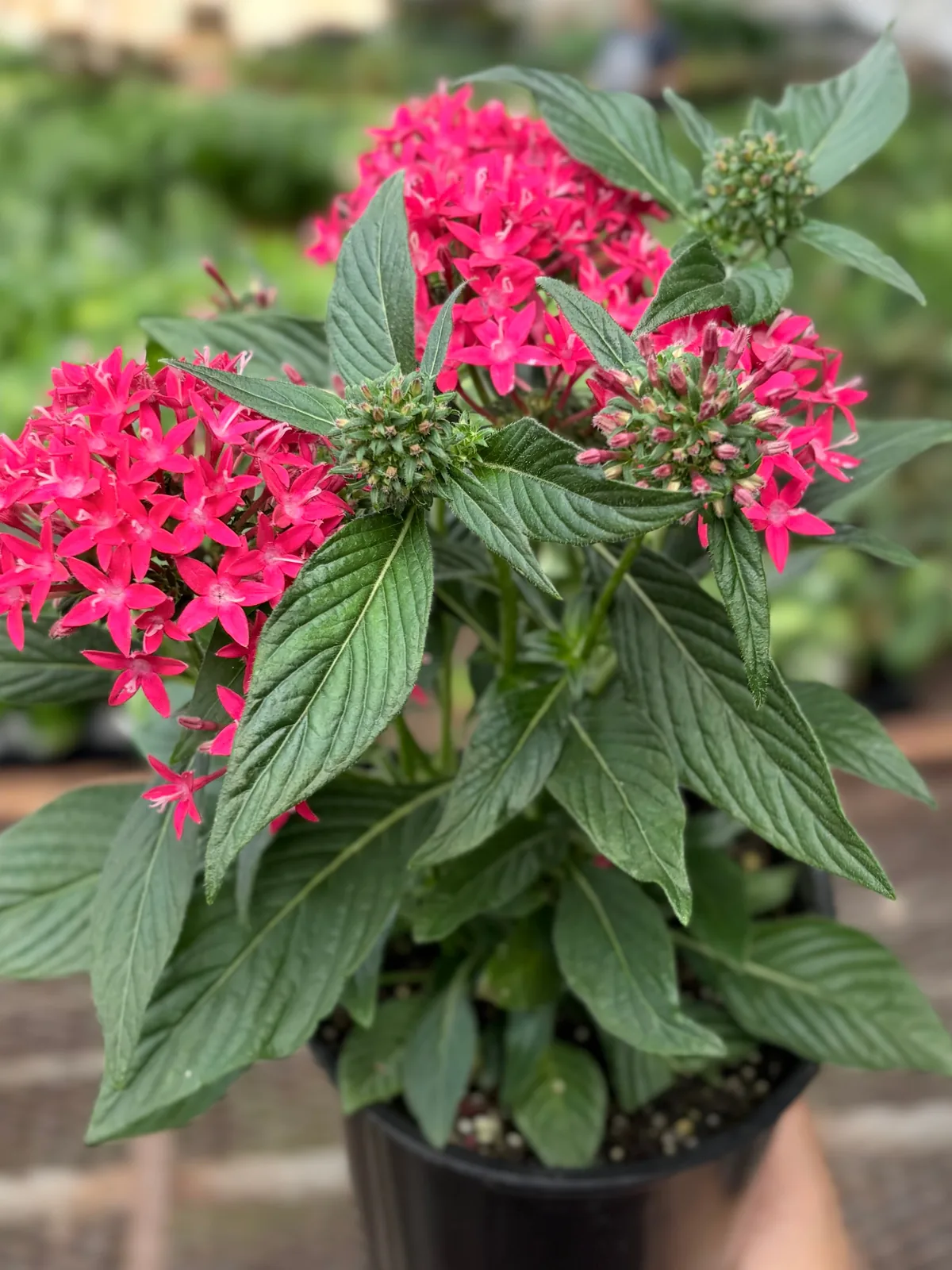 Pentas Red houseplant