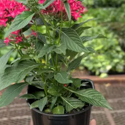 Pentas Red — additional view