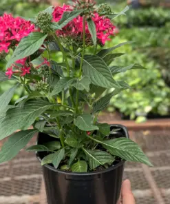 Pentas Red — additional view