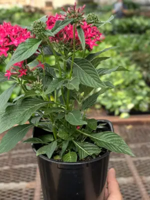 Pentas Red — additional view