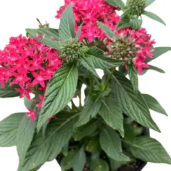 Pentas Red — square crop
