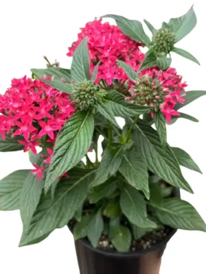 Pentas Red — square crop